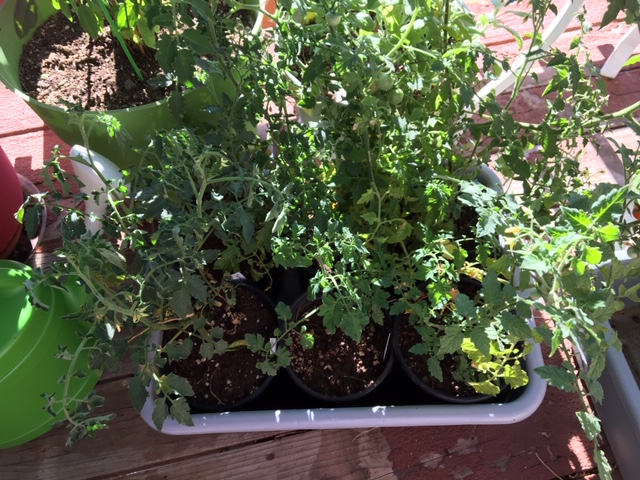 plants for raised bed